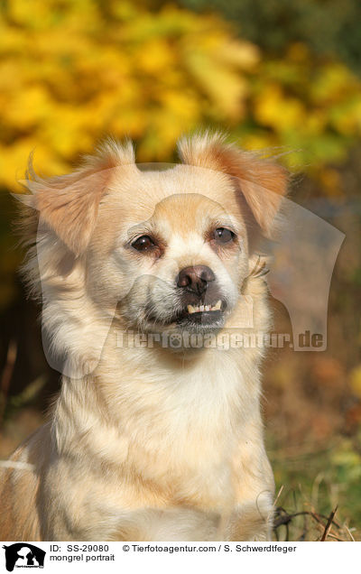 Chihuahua-Mix Portrait / mongrel portrait / SS-29080