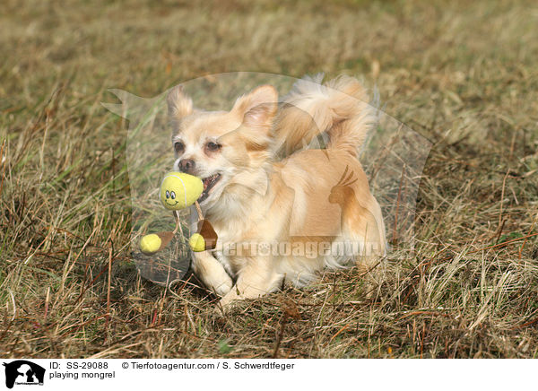 playing mongrel / SS-29088