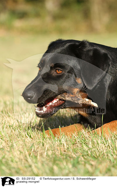 kauender Hovawart-Schferhund-Mix / gnawing mongrel / SS-29152