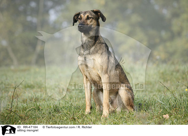 sitzender Mischling / sitting mongrel / RR-47184