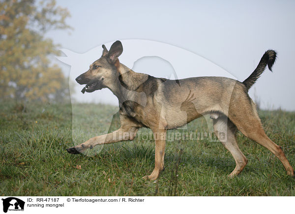 rennender Mischling / running mongrel / RR-47187