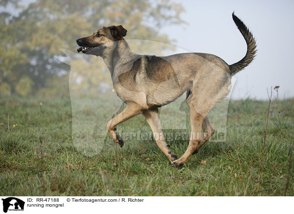 rennender Mischling / running mongrel / RR-47188
