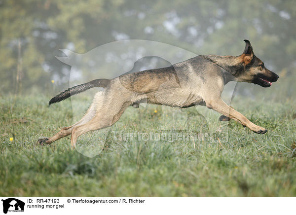 rennender Mischling / running mongrel / RR-47193