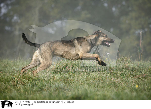 rennender Mischling / running mongrel / RR-47198