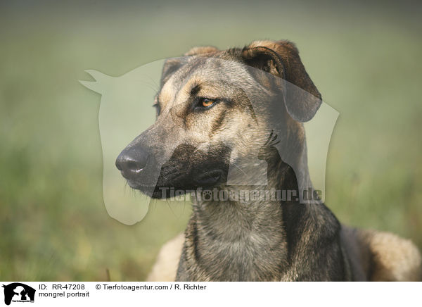 Mischling Portrait / mongrel portrait / RR-47208
