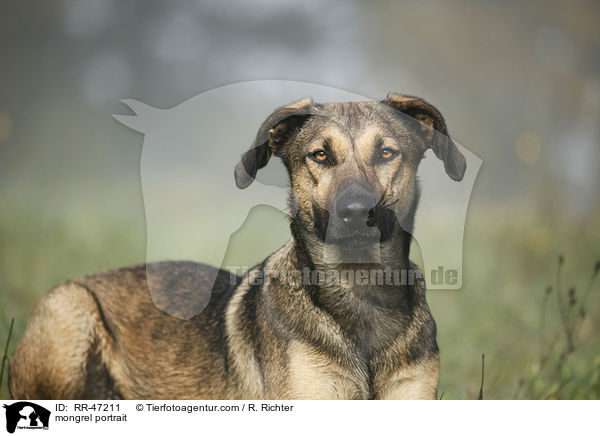 Mischling Portrait / mongrel portrait / RR-47211