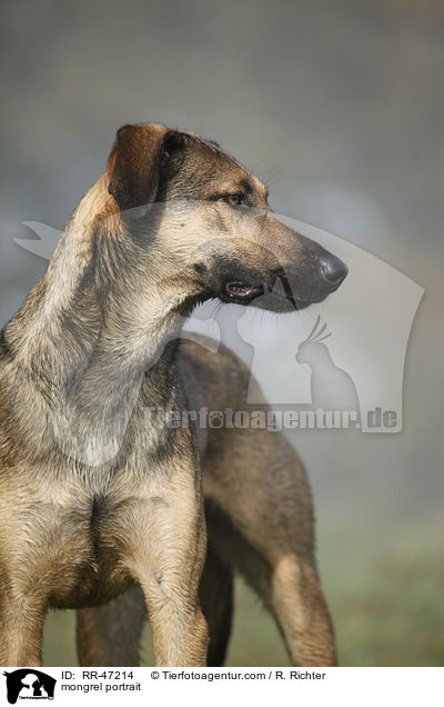 Mischling Portrait / mongrel portrait / RR-47214