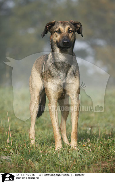 stehender Mischling / standing mongrel / RR-47215