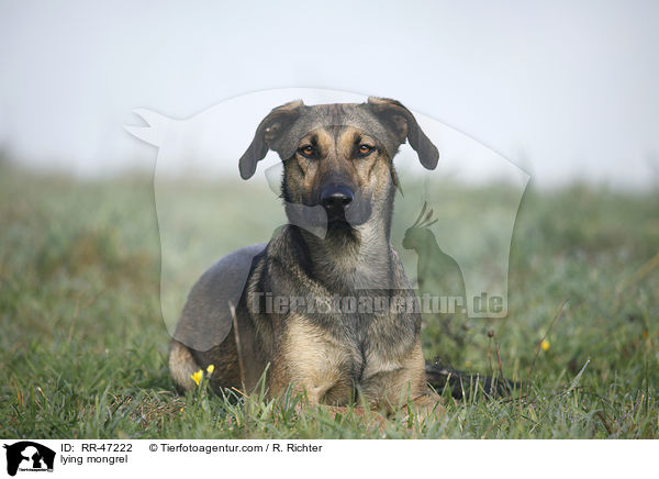 liegender Mischling / lying mongrel / RR-47222