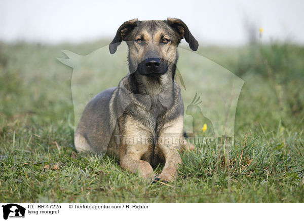 liegender Mischling / lying mongrel / RR-47225