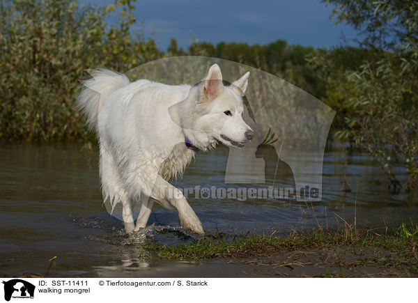 walking mongrel / SST-11411