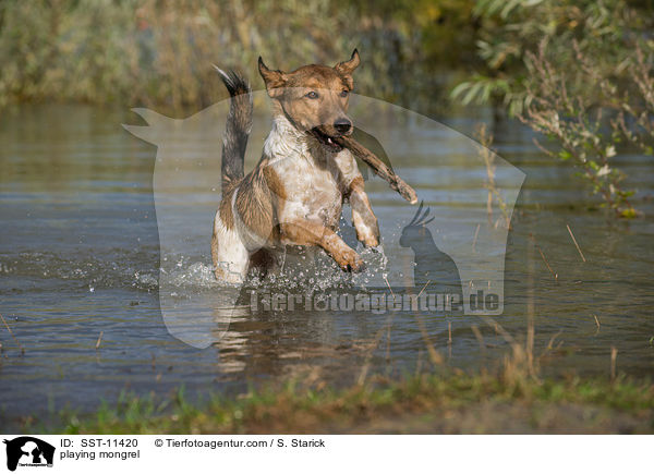 spielender Mischling / playing mongrel / SST-11420