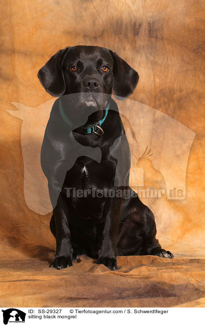 sitzender schwarzer Labrador-Beagle-Mix / sitting black mongrel / SS-29327