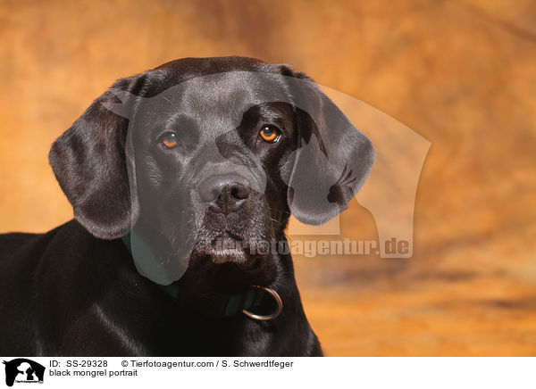 schwarzer Labrador-Beagle-Mix im Portrait / black mongrel portrait / SS-29328