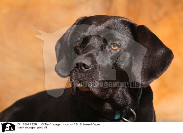 schwarzer Labrador-Beagle-Mix im Portrait / black mongrel portrait / SS-29329