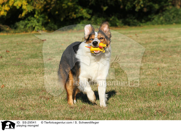 spielender Australian-Shepherd-Mischling / playing mongrel / SS-29541