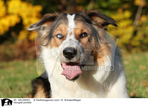 Australian-Shepherd-Mischling Portrait / mongrel portrait / SS-29553