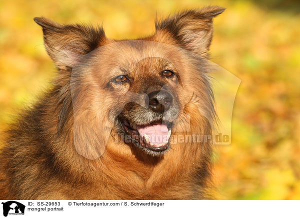 Spitz-Mix Portrait / mongrel portrait / SS-29653