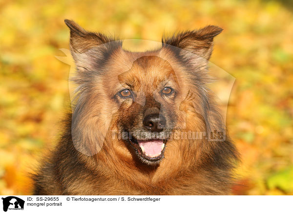 Spitz-Mix Portrait / mongrel portrait / SS-29655