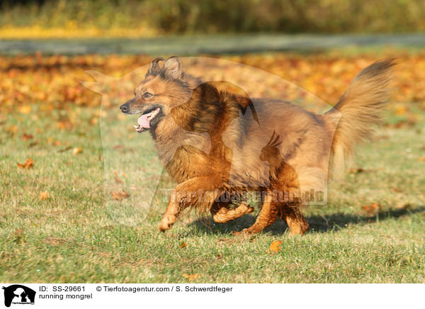 rennender Spitz-Mix / running mongrel / SS-29661