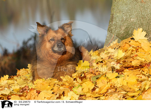 liegender Spitz-Mix / lying mongrel / SS-29670