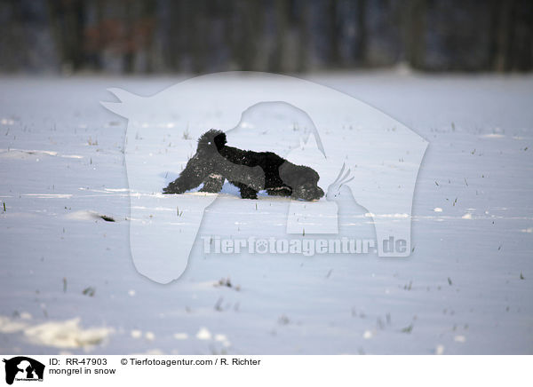 Bolonka-zwetna-Mix im Schnee / mongrel in snow / RR-47903