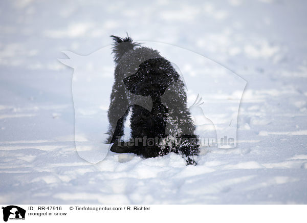 Bolonka-zwetna-Mix im Schnee / mongrel in snow / RR-47916