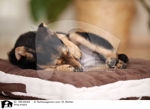 liegender Welpe / lying puppy / RR-48084