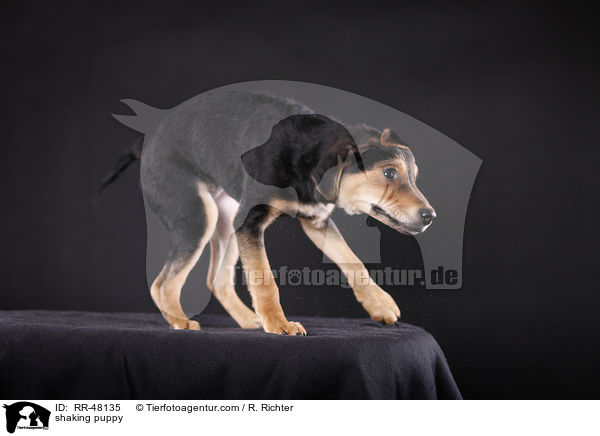 Welpe schttelt sich / shaking puppy / RR-48135