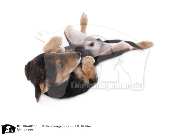 liegender Welpe / lying puppy / RR-48168