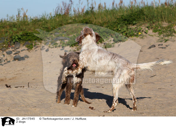 2 Hunde / 2 dogs / JH-17545