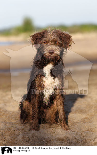 sitzender Mischling / sitting mongrel / JH-17549