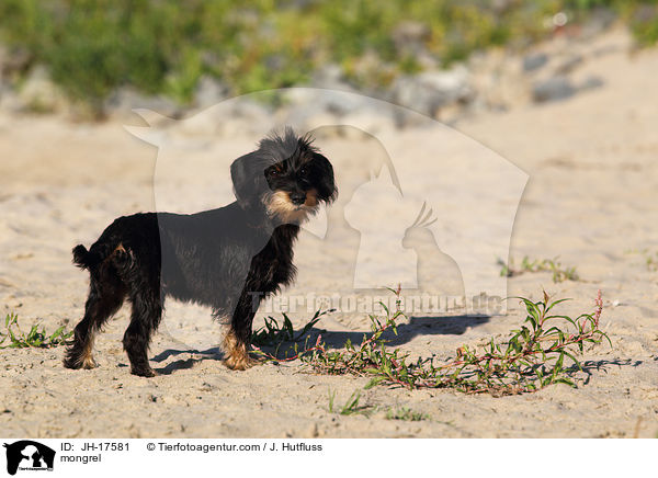 Dackel-Mix / mongrel / JH-17581