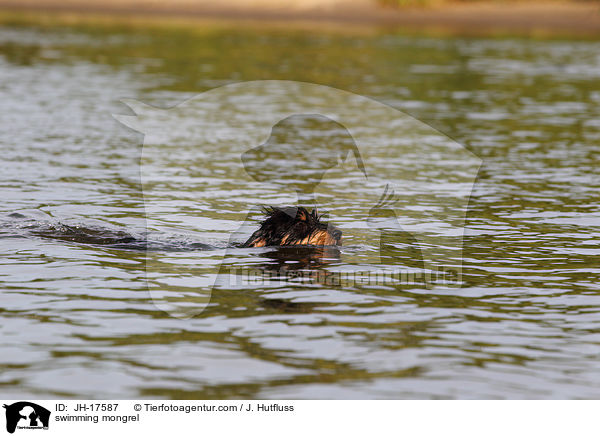 schwimmender Dackel-Mix / swimming mongrel / JH-17587