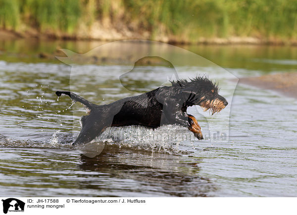 rennender Dackel-Mix / running mongrel / JH-17588