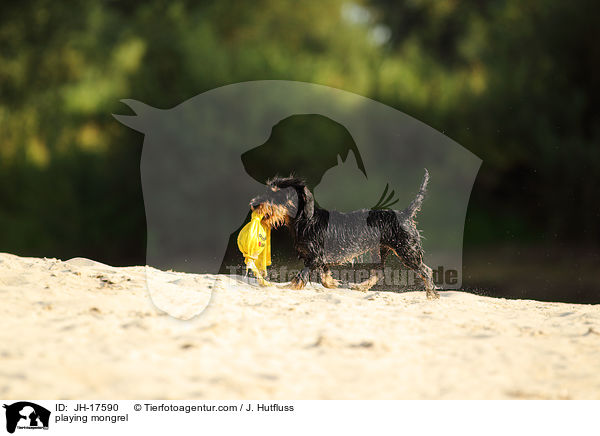 spielender Dackel-Mix / playing mongrel / JH-17590