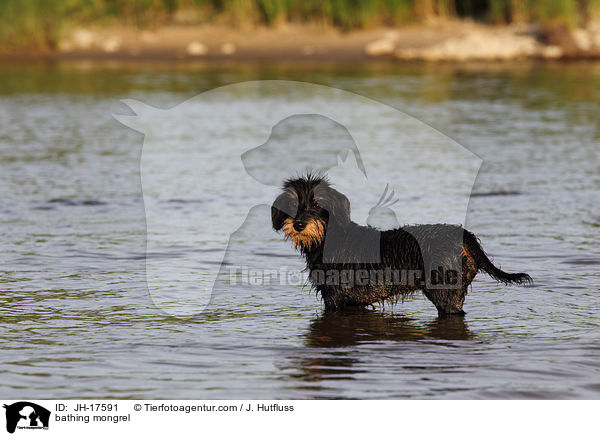 badender Dackel-Mix / bathing mongrel / JH-17591