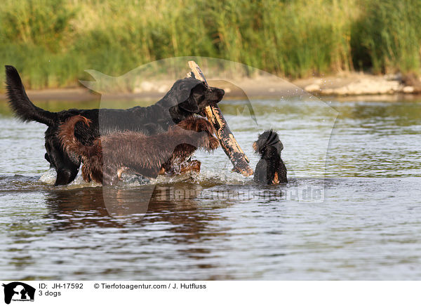 3 Hunde / 3 dogs / JH-17592