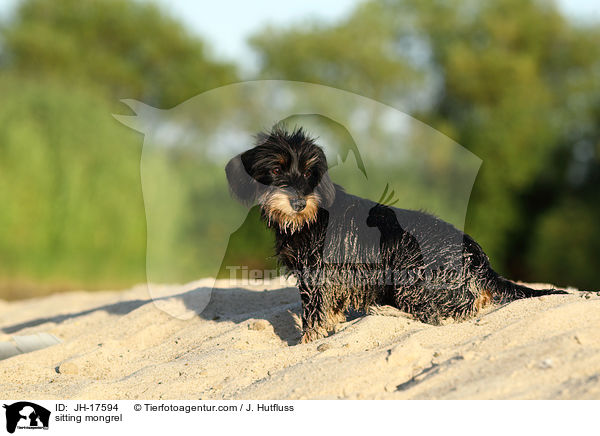 sitzender Dackel-Mix / sitting mongrel / JH-17594