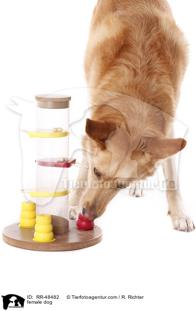 Hndin / female dog / RR-48482