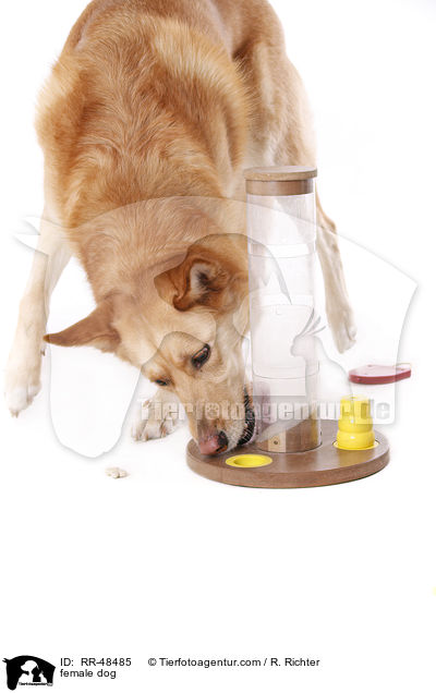 Hndin / female dog / RR-48485