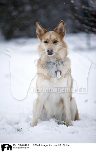 sitzender Mischling / sitting mongrel / RR-48489