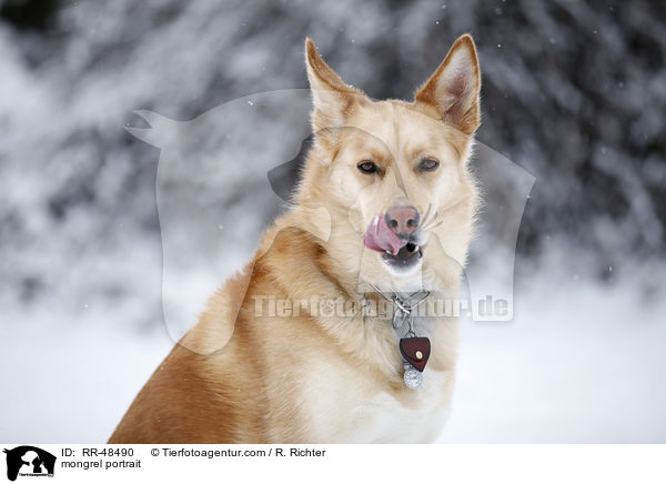 Mischling Portrait / mongrel portrait / RR-48490