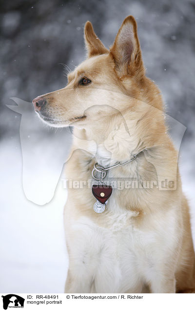 Mischling Portrait / mongrel portrait / RR-48491