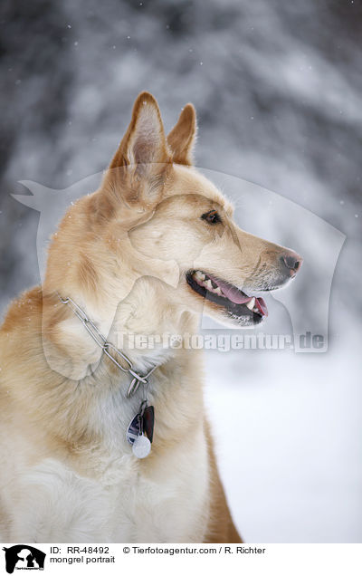 Mischling Portrait / mongrel portrait / RR-48492