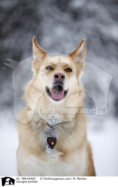 Mischling Portrait / mongrel portrait / RR-48493
