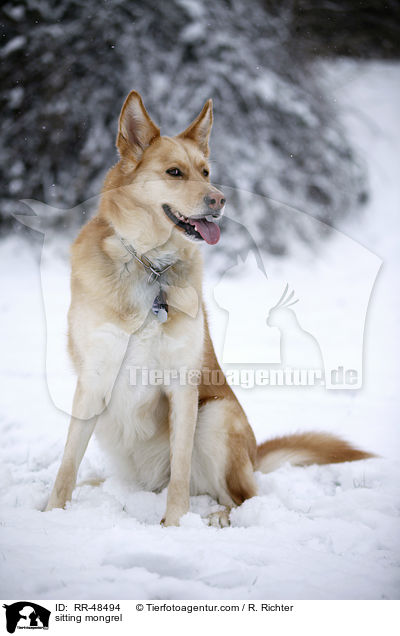 sitzender Mischling / sitting mongrel / RR-48494