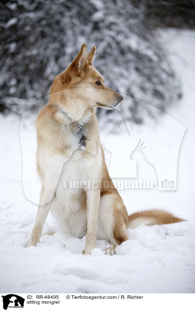 sitzender Mischling / sitting mongrel / RR-48495