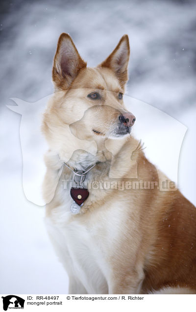 Mischling Portrait / mongrel portrait / RR-48497