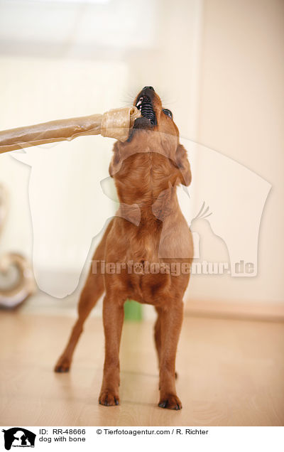 Hund mit Knochen / dog with bone / RR-48666